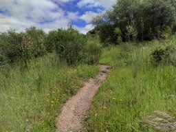 Flora del Cerro Masatrigo